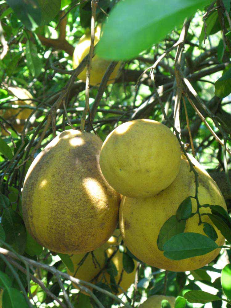            Fruit (Winter Haven, FL)   